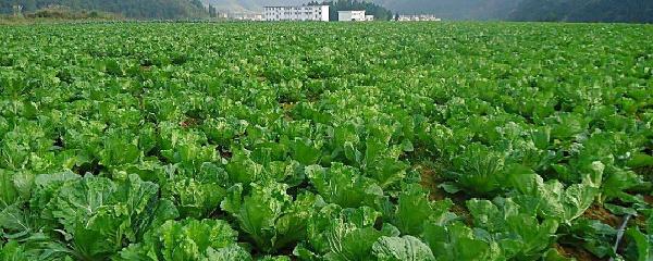 什么是黑茶黑茶带哪几种