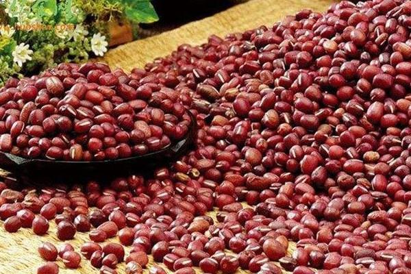 红豆为什么会生虫 红豆生虫原因是这样 红豆为什么会生虫 红豆生虫原因是这样