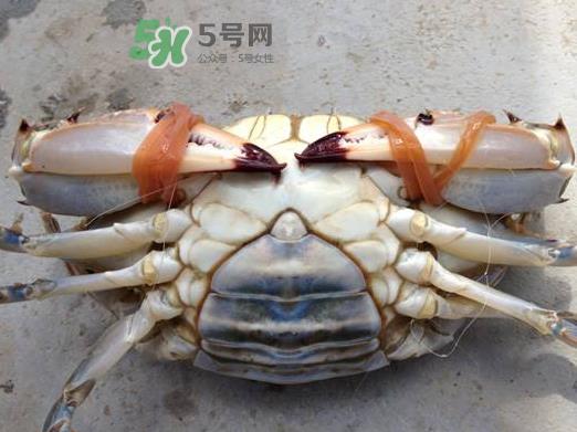 飞蟹可以冷冻吗？飞蟹能冷冻保存吗？