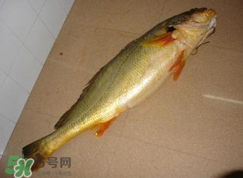 黄唇鱼多少钱一斤?金钱鳖多少钱? 黄唇鱼多少钱一斤?金钱鳖多少钱?