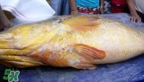黄唇鱼多少钱一斤?金钱鳖多少钱? 黄唇鱼多少钱一斤?金钱鳖多少钱?