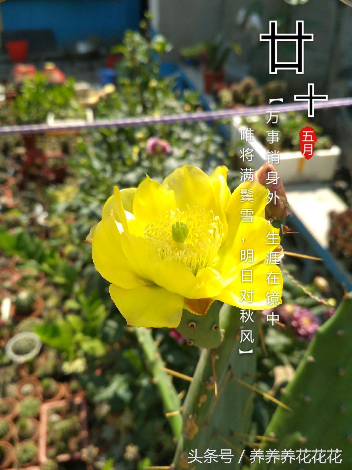 ​仙人掌开花吗？嫁接用的仙人掌竟然也开花