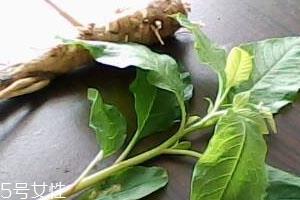 草参泡水喝起什么功效 草参泡水喝起什么功效