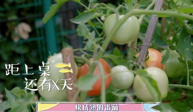张静初住大别墅写字种菜，一年只工作半年，公开回应“被封杀”