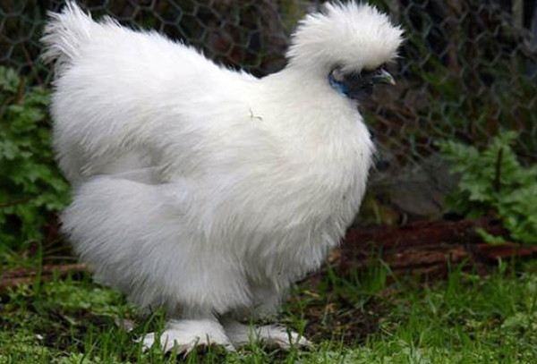 印度值得旅行吗?印度十大陈旧而神奇的典礼