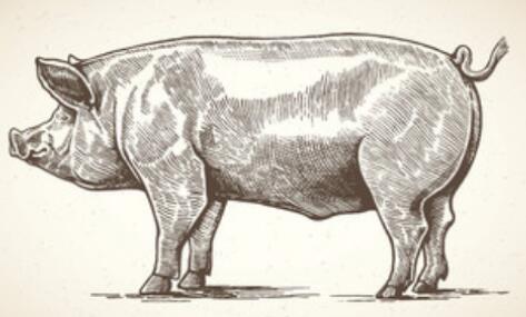 虎牙只有一个象是什么梗