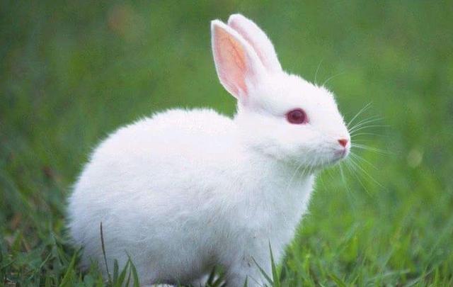 历史上有蒙毅这个人吗（神话最不起眼的山东人蒙毅）(7)