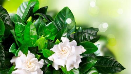 ​精油怎么用在脸上步骤如何使用精油