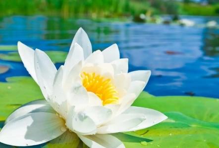 ​美丽竹芋的养殖方法绿美丽竹芋的养殖方法和注意事项