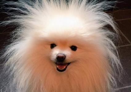 宠物训练负增强案例宠物训练项目