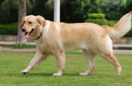 四个月小狗打桩四个月小狗打桩多长时间