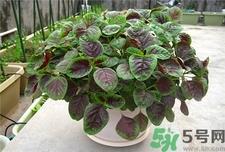 红苋菜补血吗?吃红苋菜有什么好处?