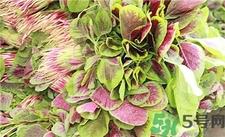 红苋菜补血吗?吃红苋菜有什么好处?