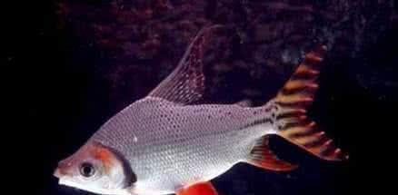 你的身边有四大神兽?而且还活得好着呢