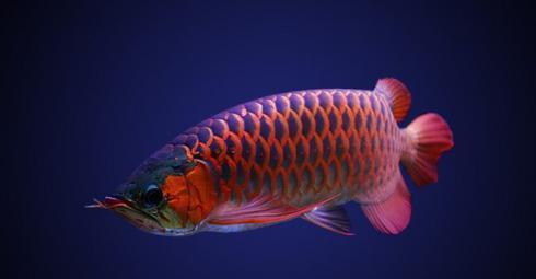 你的身边有四大神兽?而且还活得好着呢