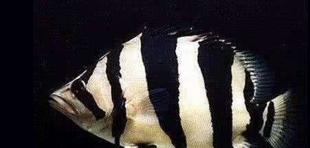 你的身边有四大神兽?而且还活得好着呢