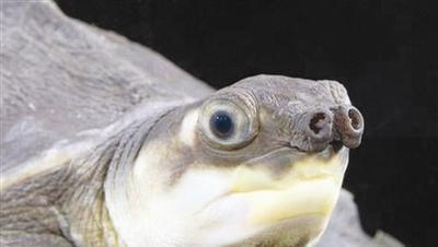 你的身边有四大神兽?而且还活得好着呢