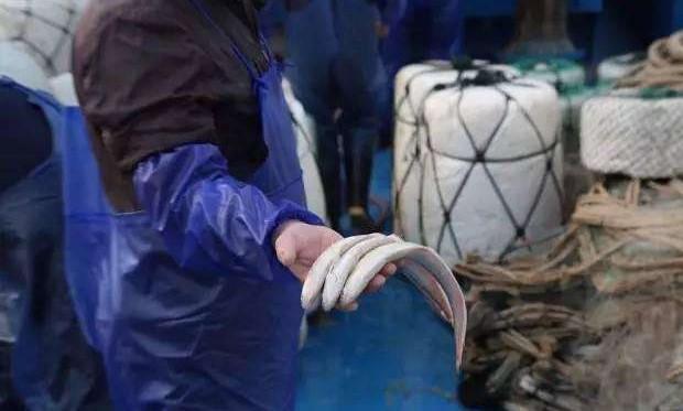 个头小刺特别多，却是鱼中极品，一斤几千元还难买到，遇到要珍惜