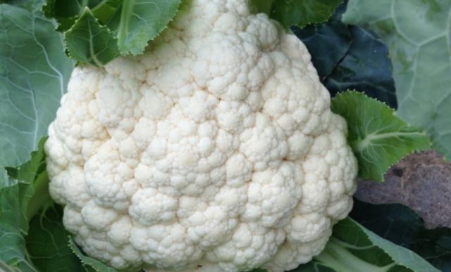 美白食物排行榜前十名,轻松吃出白皙肌肤