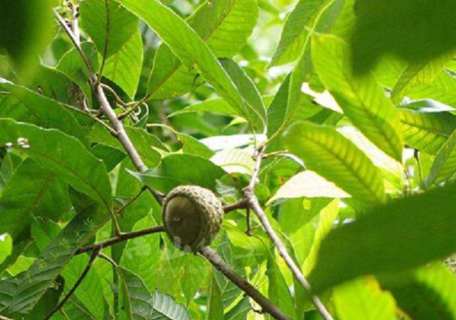 这野果名叫“厚鳞柯”大多数人没见过，如今市面上卖60元一斤