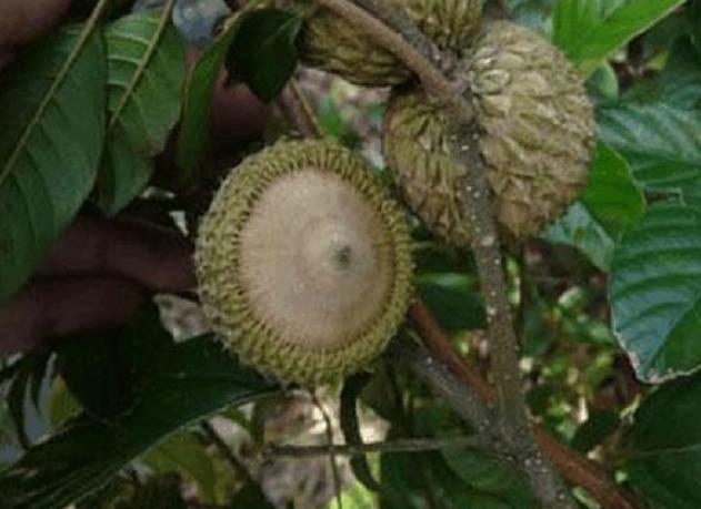 这野果名叫“厚鳞柯”大多数人没见过，如今市面上卖60元一斤