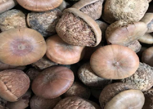 这野果名叫“厚鳞柯”大多数人没见过，如今市面上卖60元一斤