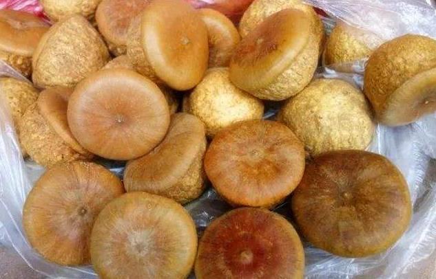 这野果名叫“厚鳞柯”大多数人没见过，如今市面上卖60元一斤