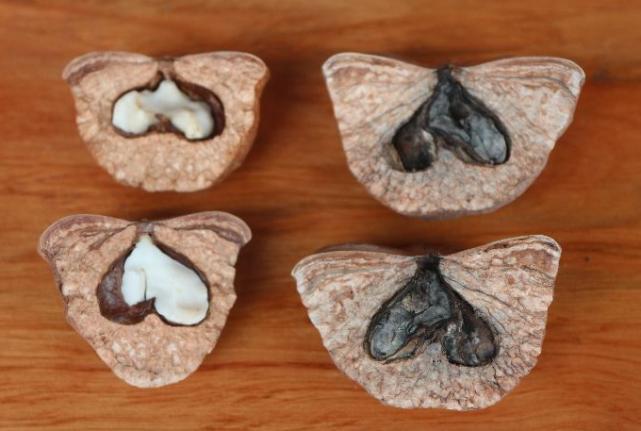 这野果名叫“厚鳞柯”大多数人没见过，如今市面上卖60元一斤