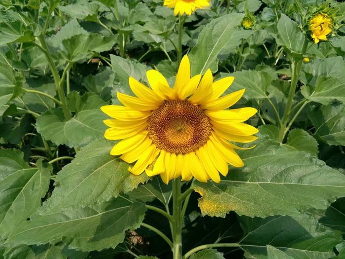 女儿嫁人后, 不要经常回娘家, 更不能长期住在娘家