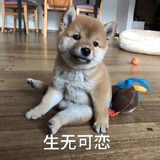 搞笑图片：小柴犬的表情包|来个热吻吗？宝贝儿