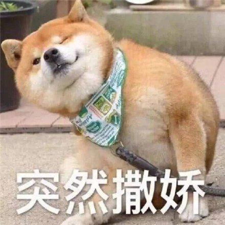 搞笑图片：小柴犬的表情包|来个热吻吗？宝贝儿