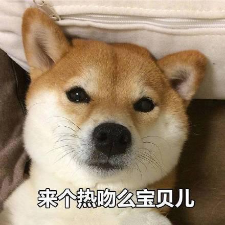 搞笑图片：小柴犬的表情包|来个热吻吗？宝贝儿