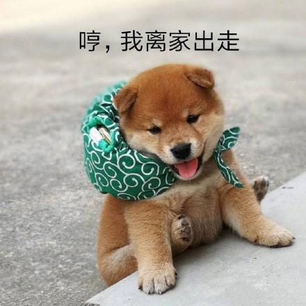 搞笑图片：小柴犬的表情包|来个热吻吗？宝贝儿