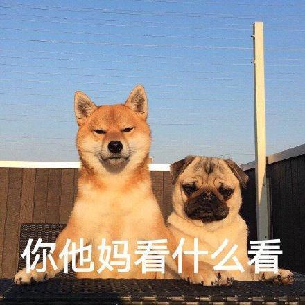 搞笑图片：小柴犬的表情包|来个热吻吗？宝贝儿