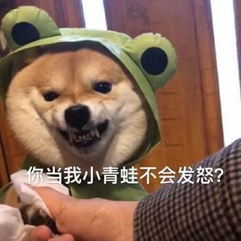 搞笑图片：小柴犬的表情包|来个热吻吗？宝贝儿