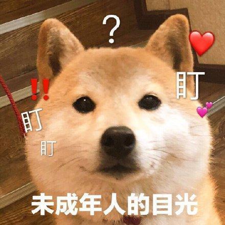 搞笑图片：小柴犬的表情包|来个热吻吗？宝贝儿