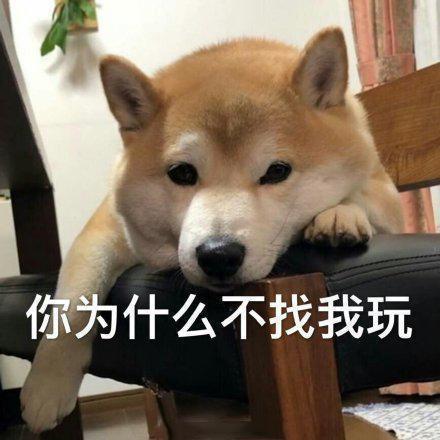 搞笑图片：小柴犬的表情包|来个热吻吗？宝贝儿