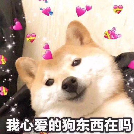 搞笑图片：小柴犬的表情包|来个热吻吗？宝贝儿