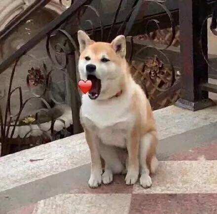 搞笑图片：小柴犬的表情包|来个热吻吗？宝贝儿