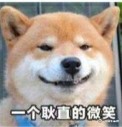 搞笑图片：小柴犬的表情包|来个热吻吗？宝贝儿