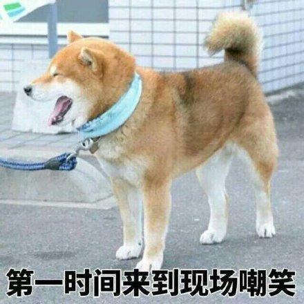 搞笑图片：小柴犬的表情包|来个热吻吗？宝贝儿