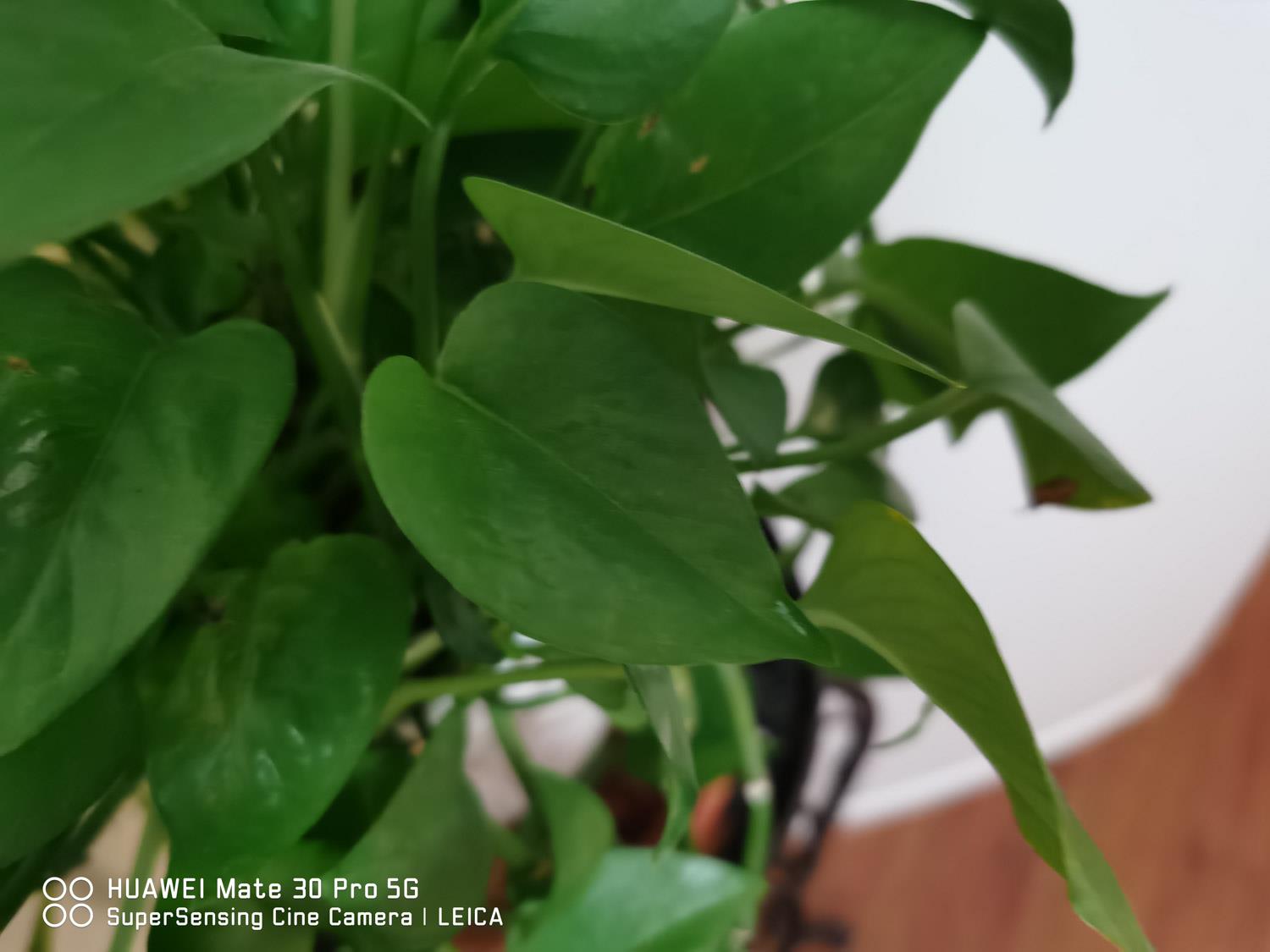 夏天可以扦插绿萝吗