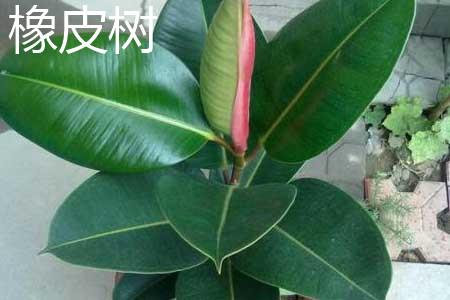 橡皮树和橡胶树的区别