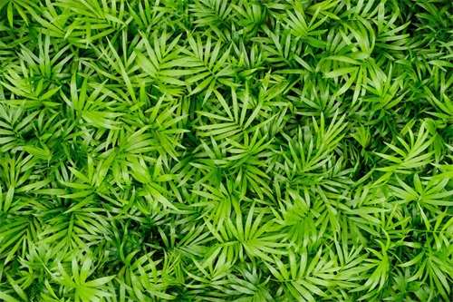 袖珍椰子开花什么预兆,怎么养才会开花