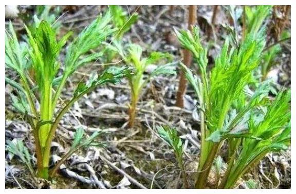 北方特有的野草，用来炖汤是一绝，被称为“减肥草”，8元一斤