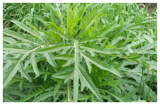 北方特有的野草，用来炖汤是一绝，被称为“减肥草”，8元一斤