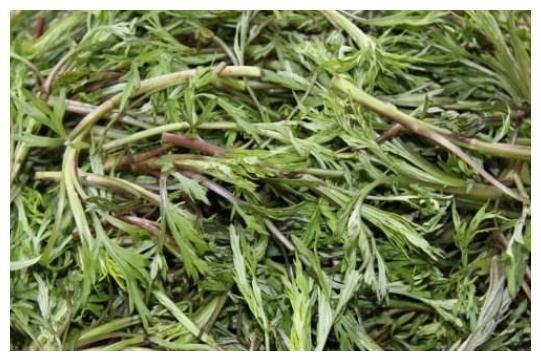 北方特有的野草，用来炖汤是一绝，被称为“减肥草”，8元一斤