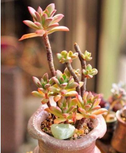 多肉如何养成老桩？做好这4步，你的多肉身价翻倍真简单！