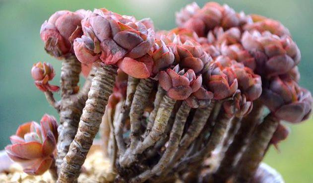 多肉如何养成老桩？做好这4步，你的多肉身价翻倍真简单！