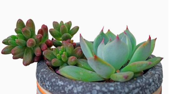 多肉如何养成老桩？做好这4步，你的多肉身价翻倍真简单！